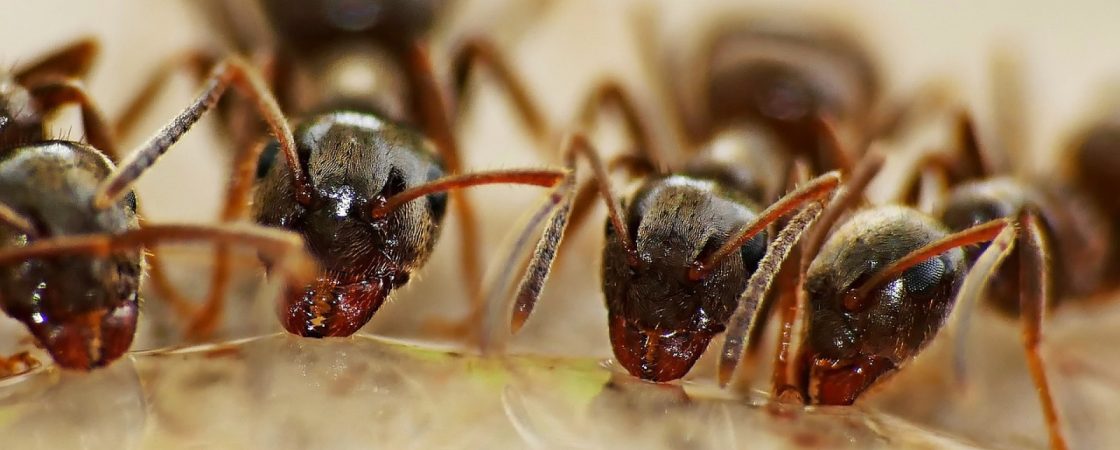 Les infestations de fourmis : comment y faire face ?