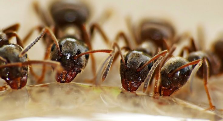 Les infestations de fourmis : comment y faire face ?